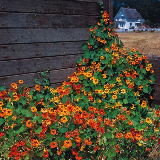 Nasturtium Mix 10 Seeds