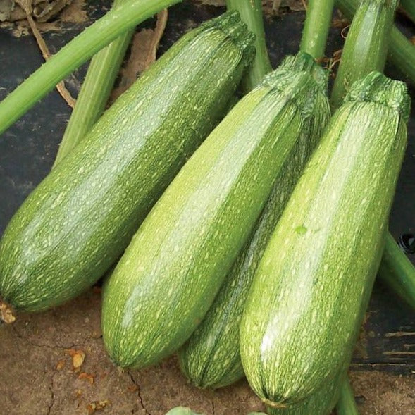 F1 Hybrid Maaru Kaddu (لمبا ماڑو کدو) 10 Seeds