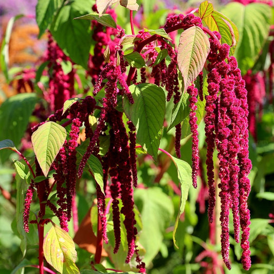 Amaranthus Love Lines 50+ seeds