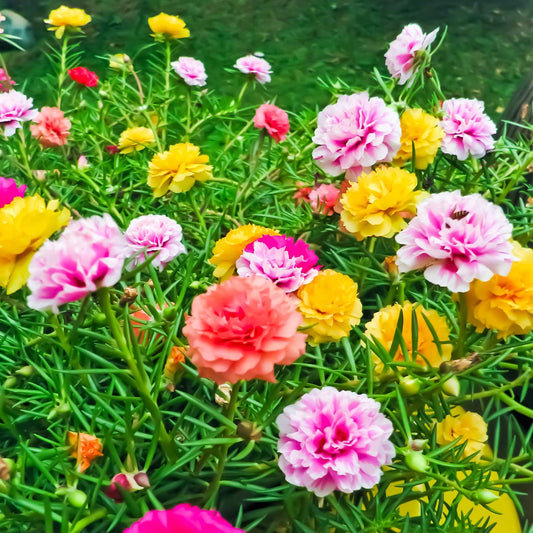 Portulaca Double Mix (گل دوپہری) 50+ Seeds