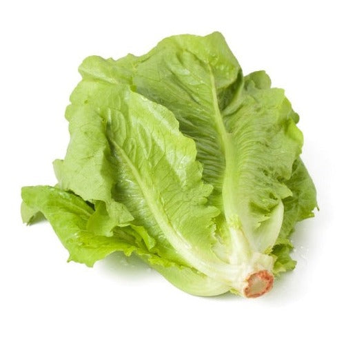Romaine Salad 50+ Seeds