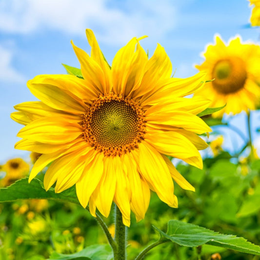 Sunflower Yellow 15 Seeds