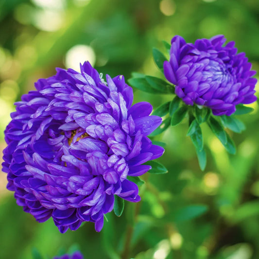 Aster Poeny Blue 30+ Seeds