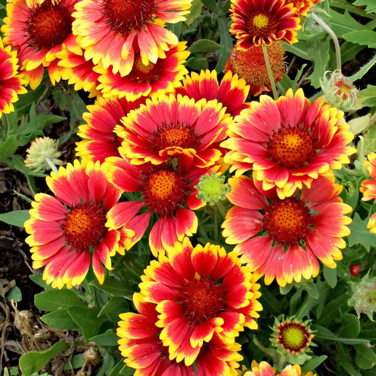 Gaillardia Single Mix 20+ Seeds