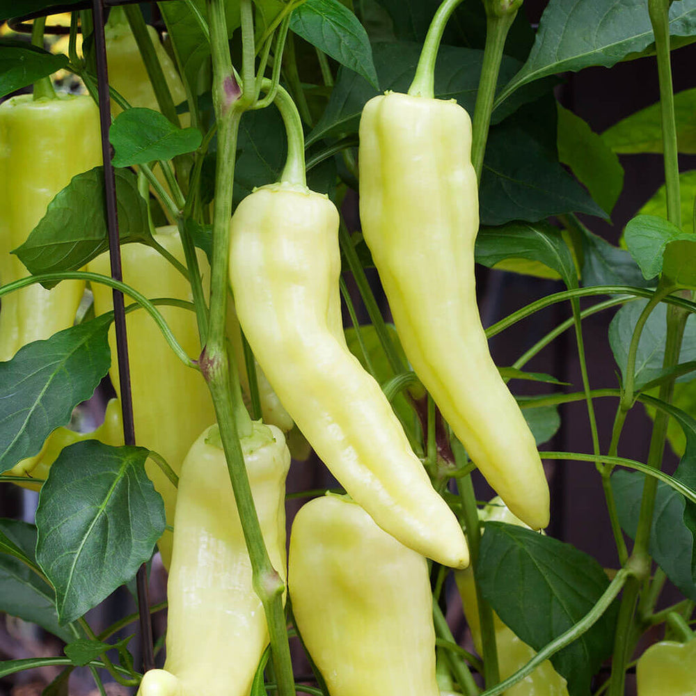 Yellow Banana Peppers 10 Seeds