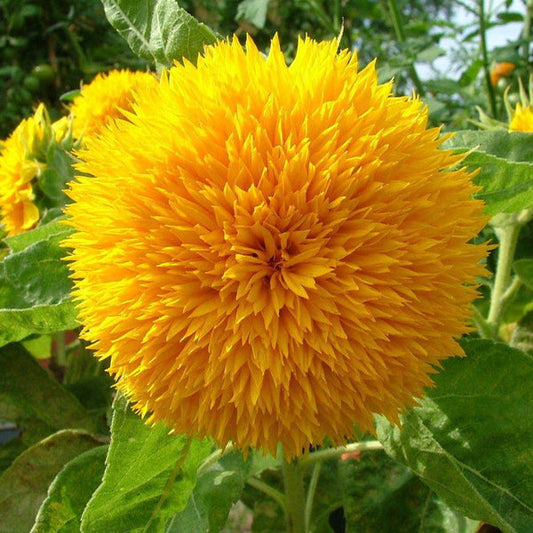 Sunflower Teddy Bear (ٹیڈی بیئر) 10 Seeds
