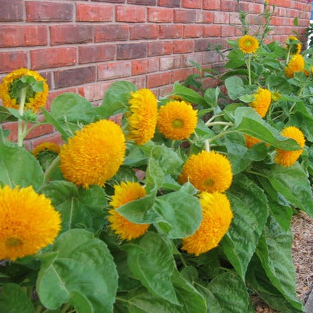 Sunflower Teddy Bear (ٹیڈی بیئر) 10 Seeds